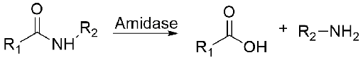 Amidase